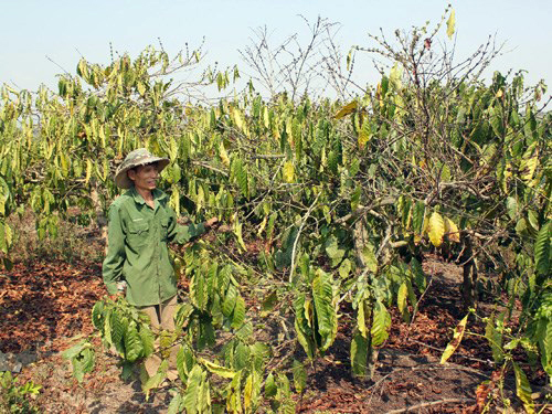 Đắk Lắk: Tăng diện tích cây trồng khô hạn ảnh 1